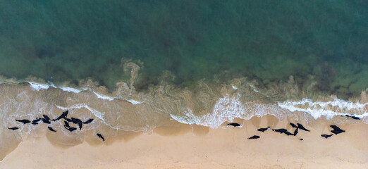 Mass stranding of short-finned pilot whales ( Globicephala macrorhynchus ) in Boa Vista, Cape Verde © Rui