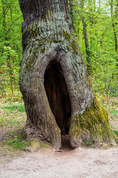 Hollow tree with a large cavity in the trunk. Natural hole in wood, textured bark surface, forest detail, concept of shelter, wildlife habitat, aging tree in outdoor environment.