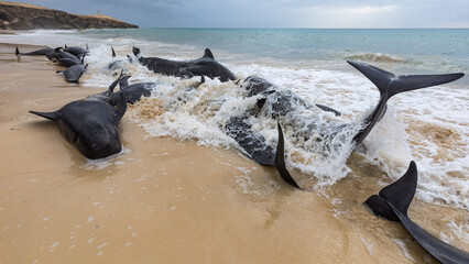 Mass stranding of short-finned pilot whales ( Globicephala macrorhynchus ) in Boa Vista, Cape Verde © Rui