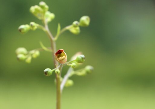 Scrophularia nodosa (figwort) wild flowering plant