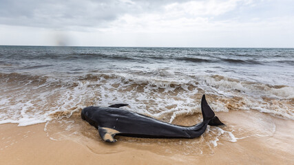 Mass stranding of short-finned pilot whales ( Globicephala macrorhynchus ) in Boa Vista, Cape Verde © Rui