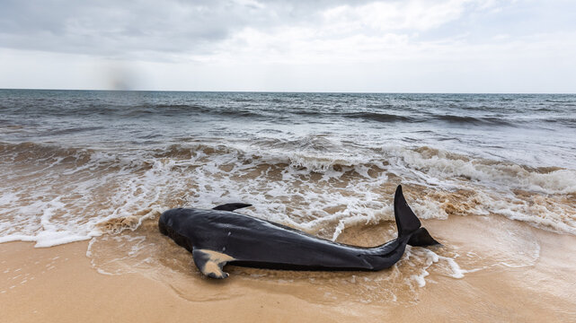 Mass stranding of short-finned pilot whales ( Globicephala macrorhynchus ) in Boa Vista, Cape Verde