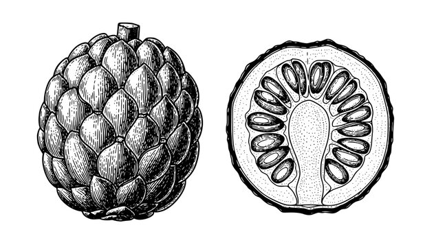 Sugar Palm Borassus Flabellifer Vintage Engraving with Whole Fruit and Cross Section Botanical Vector Illustration