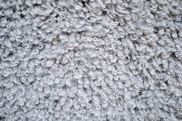 Close-up of gray sheep's wool with emphasis on the texture and softness of the curly pile. Background of light animal wool with a pure wool texture. © Elena
