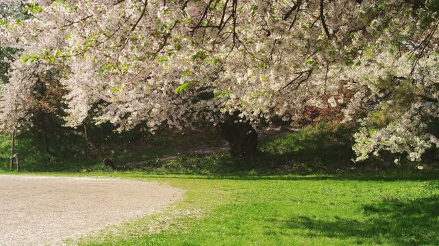 霞城公園の桜吹雪