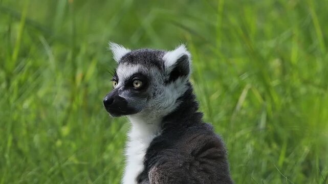 Ring-tailed lemur profile portrait looking up in the forest. slow motion