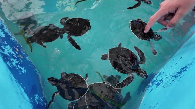 Baby sea turtles swimming in a saltwater conservation pond, Isla Dos Mosquises, Los Roques, Venezuela