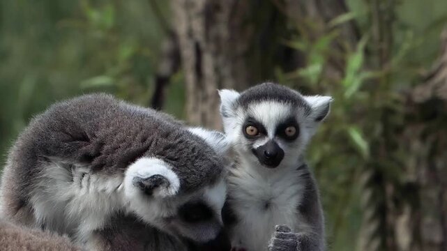Ring-tailed lemur eating snack while another lemur looks on, slow motion