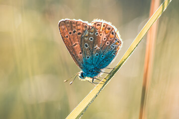 Makro zbliżenie na motyla modraszka na źdźble trawy. Złota godzina, miękkie światło słońca i malowniczy bokeh. Piękno dzikiej natury o poranku na letniej łące. © Henryk Niestrój