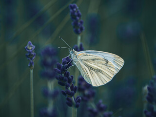 Naklejka premium Delikatny biały motyl spoczywający na kwiatach lawendy. Nastrojowe ujęcie makro w chłodnej tonacji, ukazujące piękno natury, spokój i letni wieczór w ogrodzie.