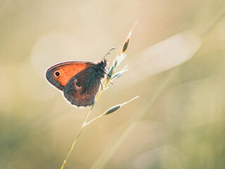 Mały pomarańczowy motyl na źdźble trawy w złotym świetle poranka. Makro ujęcie natury na letniej łące z pięknym efektem bokeh i ciepłym, sielankowym klimatem. © Henryk Niestrój