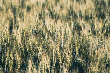 Zbliżenie na kłosy pszenicy w złotym świetle zachodzącego słońca. Malownicze pole zboża o poranku, natura i rustykalny klimat polskiej wsi. © Henryk Niestrój