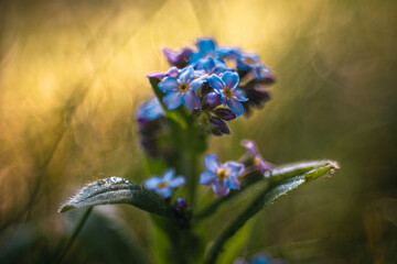 Niebieskie niezapominajki z kropelkami rosy w złotym świetle poranka. Makro zbliżenie na kwiaty na rozmytym, nastrojowym tle. Magia natury, wiosna i romantyczny klimat ogrodu. © Henryk Niestrój
