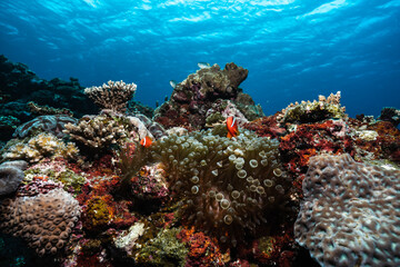 Fototapeta premium Coral reef with clownfish in sea anemone and clear blue water