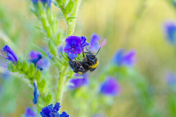 Zbliżenie makro na trzmiela zbierającego nektar z fioletowego kwiatu żmijowca. Owad zapylający podczas pracy w letnim ogrodzie. Jasne, słoneczne tło podkreśla detale natury i bioróżnorodność. © Henryk Niestrój