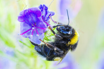 Zbliżenie makro na trzmiela zbierającego nektar z fioletowego kwiatu żmijowca. Owad zapylający podczas pracy w letnim ogrodzie. Jasne, słoneczne tło podkreśla detale natury i bioróżnorodność. © Henryk Niestrój