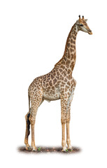Obraz premium Majestic Giraffe standing tall with its long neck and patterned coat against a white background