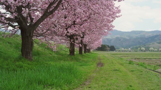 台沢の桜並木