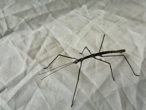 Close-up of a stick insect resting on a light-colored fabric surface, showcasing its natural camouflage that closely resembles a thin twig.