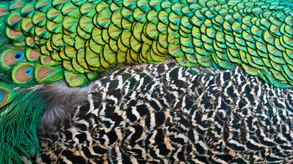 Peacock feather pattern, bright green - blue bird tail texture © artemstepanov