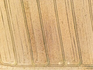 Widok z lotu ptaka na złociste pole po żniwach z wyraźnymi śladami maszyn rolniczych tworzącymi geometryczne wzory. Minimalistyczna tekstura rolnicza i tło natury ukazujące koniec zbiorów. © Henryk Niestrój