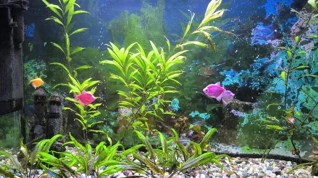 Fish eat food in the aquarium