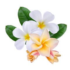 Fototapeta premium Plumeria, frangipani flowers white ,yellow ,pink isolated on transparent.
