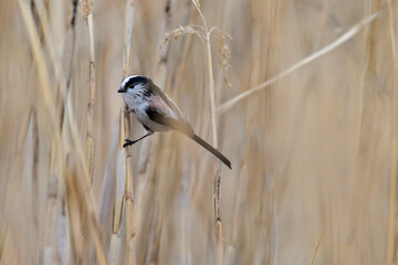 葦に留まるエナガ © cube197