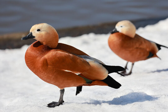 Two ruddy shelducks standing on white snow in winter