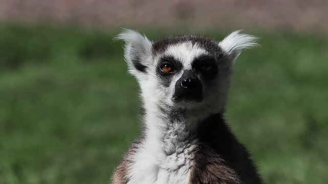 Ring-tailed lemur profile portrait looking up in the forest.  slow motion