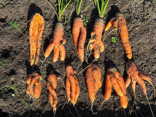 Ugly, freshly harvested carrot roots lying on the ground, showcasing nature’s imperfect but real...