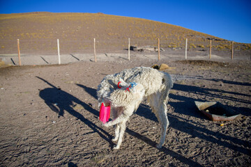 Fototapeta premium Thirsty white llama drinking water from pink bucket in arid desert