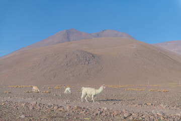 Fototapeta premium Peaceful llama in Andes mountain desert, beautiful landscape in Bolivia and Chile
