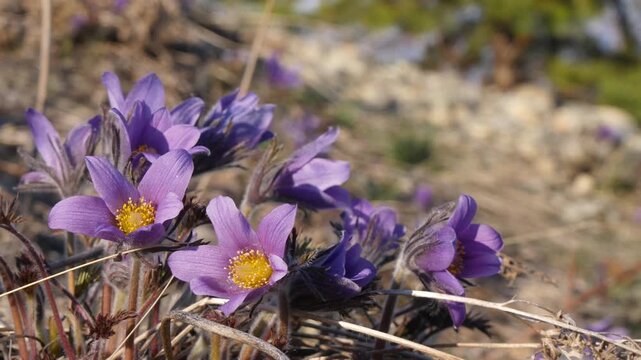 Beautiful blue flowers of the plant called Pasque Flower (Siberian Snowdrop) among the grass that has not yet turned green on a spring day in Siberian mountains.