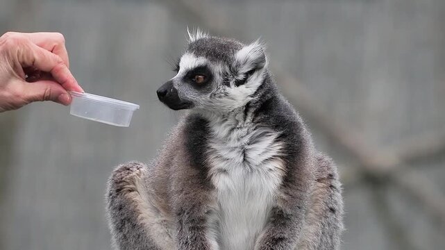 Person feeding a curious ring-tailed lemur from a container. slow motion