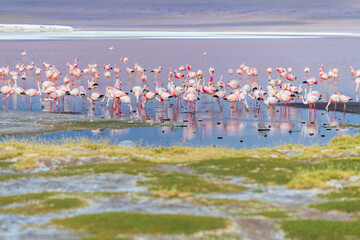 Fototapeta premium Tranquil flock of pink flamingo wading in colorful water of Laguna Colorada Bolivia