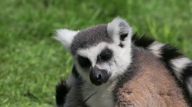 Close-up of a ring-tailed lemur grooming its leg. slow motion