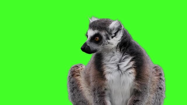 Ring-tailed lemur portrait looking aside on green screen background. slow motion