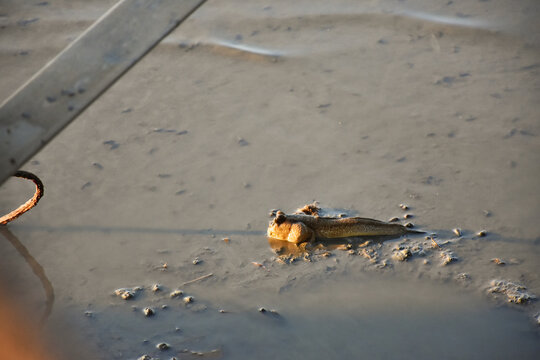 Adult male mudskipper is living in its big hole created during mating season in mangrove forest