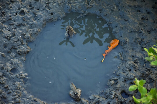 Adult male mudskipper is living in its big hole created during mating season in mangrove forest