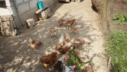 Free Range Chickens Feeding in Outdoor Farmyard, have fun and enjoy © vla