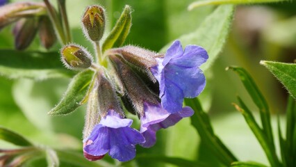  Beautiful blue flowers of a plant called lungwort in the Siberian mountains on a sunny spring day.   © panserg