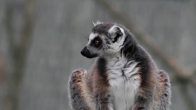 Close-up portrait of ring-tailed lemur looking to the side. slow motion