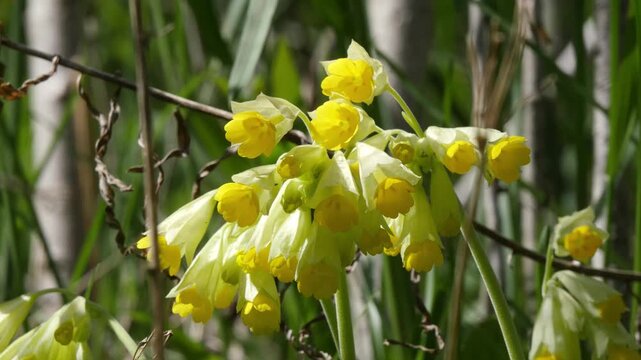 Beautiful yellow flowers called primroses in the Siberian mountains in the fields on a sunny spring day.