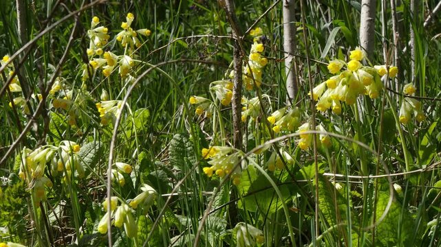 Beautiful yellow flowers called primroses in the Siberian mountains in the fields on a sunny spring day.