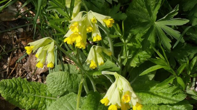 Beautiful yellow flowers called primroses in the Siberian mountains in the fields on a sunny spring day.