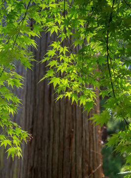 Green branch of Japanese maple tree against the background of Japanese cedar tree in springtime
