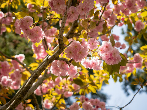 Fluffy layered Yaezakura cherry blossoms in springtime