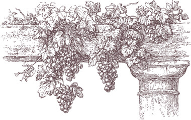 Obraz premium Vintage grapevine illustration with bunches of grapes and detailed leaves on classical column