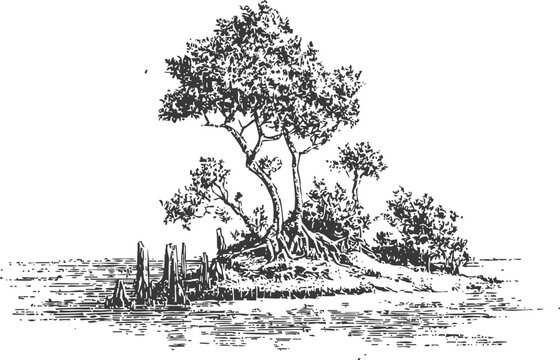 Small island with mangrove trees and roots growing in water, coastal nature landscape sketch